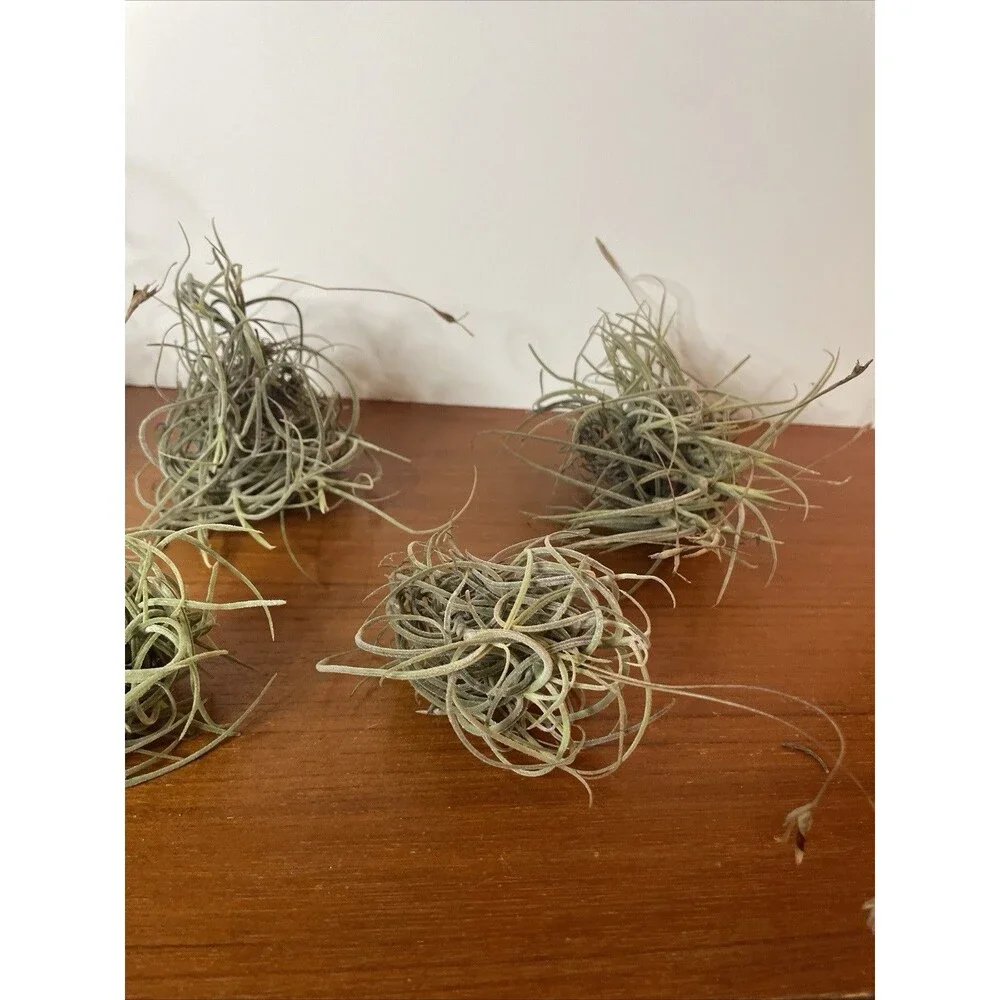 Air Plant Live Lot Tillandsia Recurvata 6 Clusters Ball Moss Wild Decor
